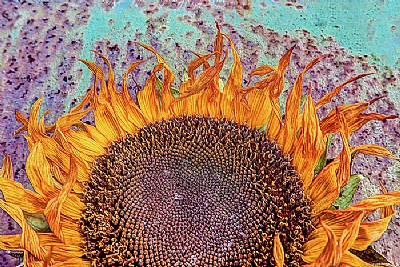 Wilted Sunflower