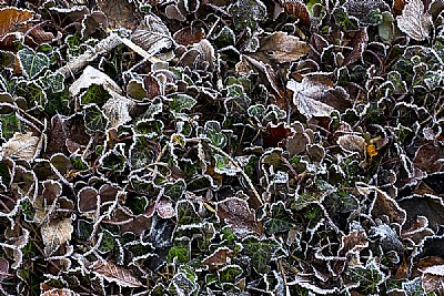 Frost on Leaves