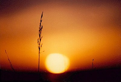 Sun Through Wheat