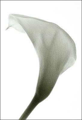 Calla-1