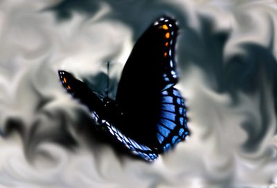 Butterfly PhotoArt
