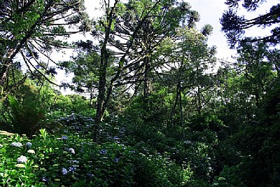 Trees &  Hortensias