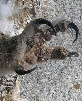 Owl Talon