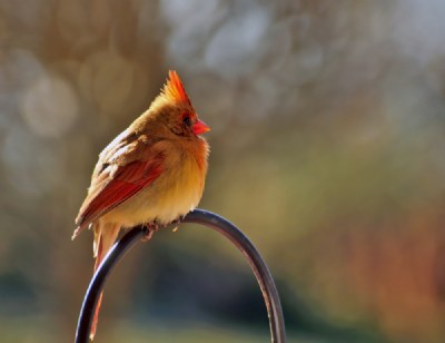 A cardinal on a sunny winters day