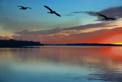 Sunrise with Canada Geese