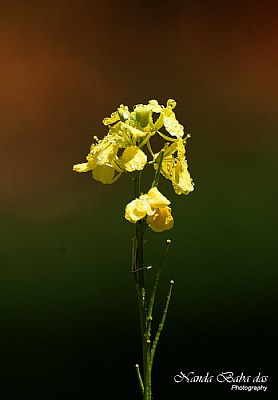 Yellow flower