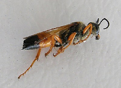 Golden Digger Wasp