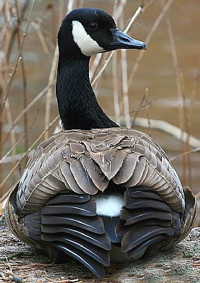 Canada Goose