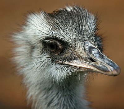 Rhea Portrait