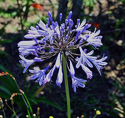 Blue Flower