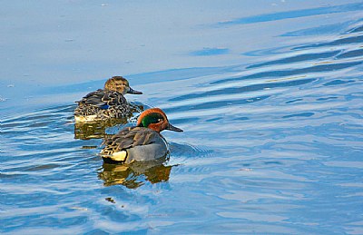 Mallards, natures mates