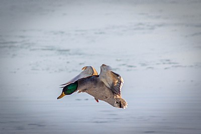 Coming in for Landing