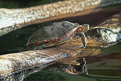 Turtle