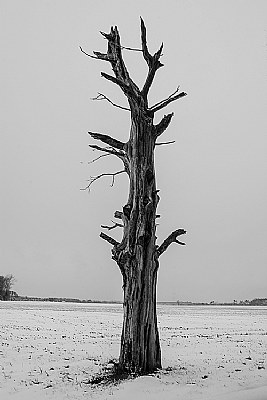 Dead Tree