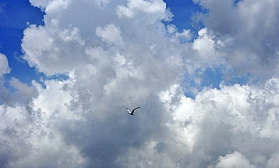 Clouds & Bird