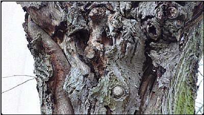 tree faces