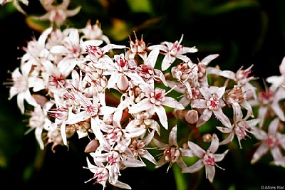 Crassula ovata