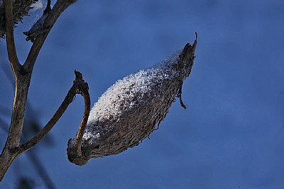 iced milkweed