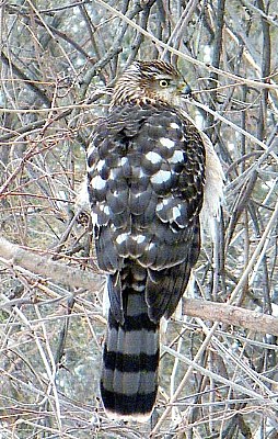 Sparrow Hawk