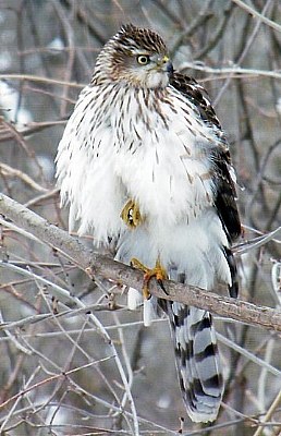 Sparrow Hawk