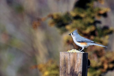 Titmouse on alert