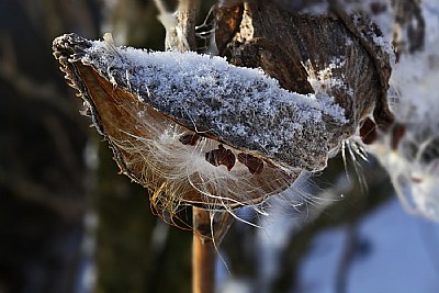  iced milkweed 3 