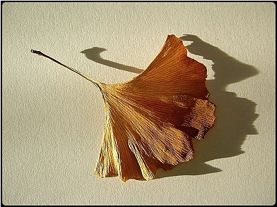 gingko leaf