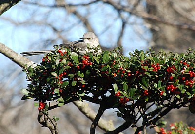 Dove in Holly