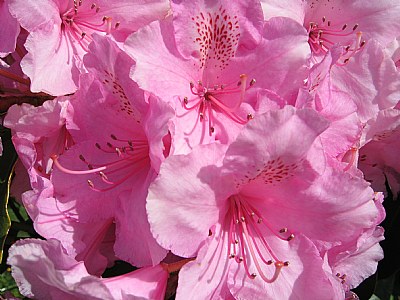 Rhododendron