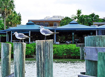 Seagulls