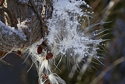  milkweed mess