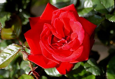 The Mighty Red Rose