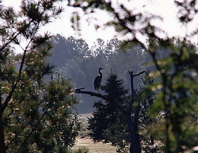 The Herons perch