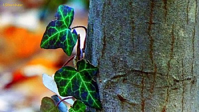 climbing leafs