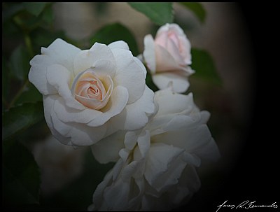 Rosa branca
