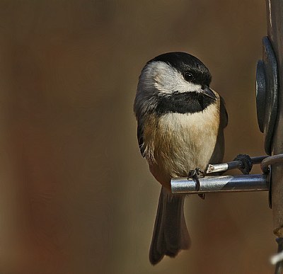  chickadee contemplation