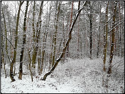 winter grove