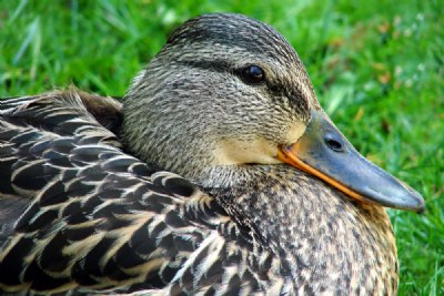 Lady Mallard