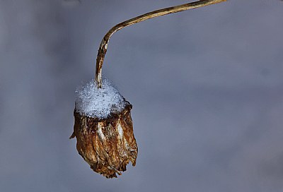 snow capped dahlia