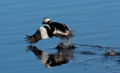 Bufflehead