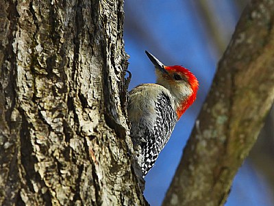 red bellied pecker