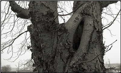 spooky tree