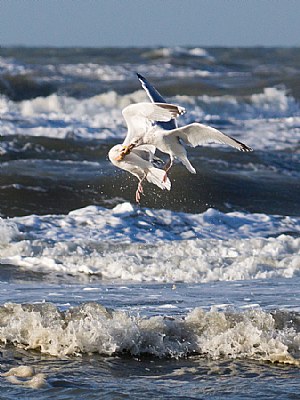 Fighting seagulls