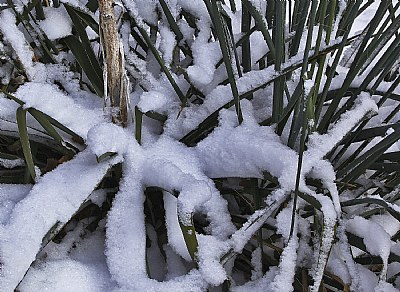 snow capped yucca