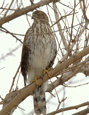 Red Tail