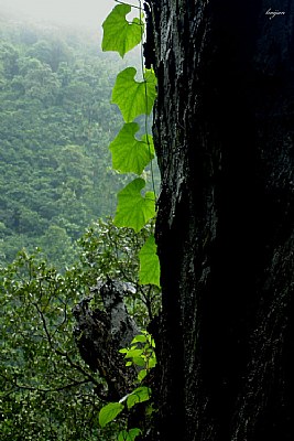 Nature heals all worries