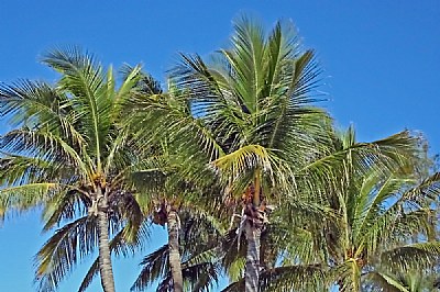 Palm Trees on Blue