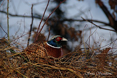 Pheasant