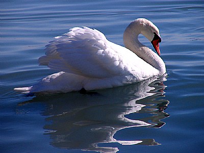 swan