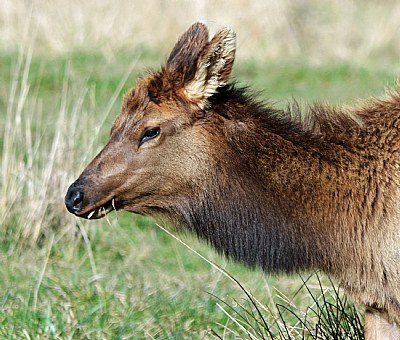 Portrait Of An Elk